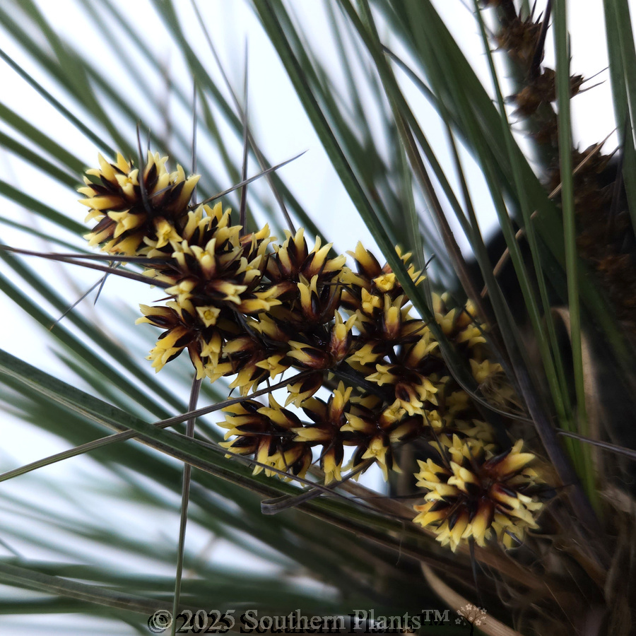 Bloomin' Bloo® Lomandra
