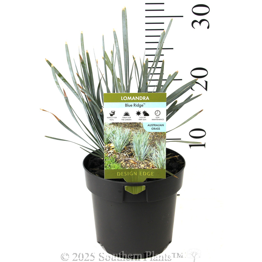 Blue Ridge™ Lomandra - Product photo