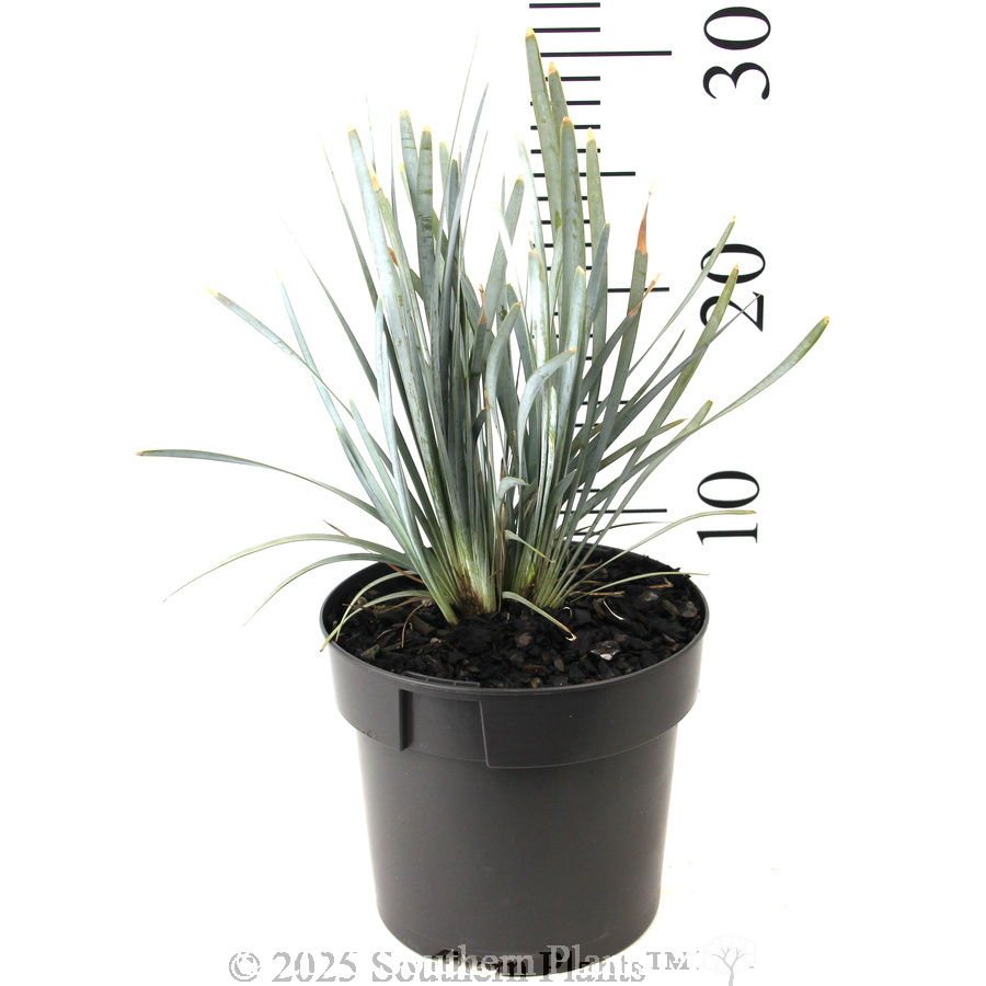 Blue Ridge™ Lomandra - Reference photo
