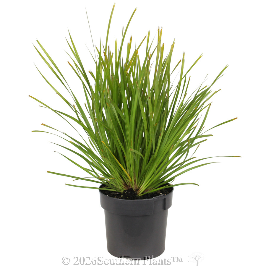 Lomandra Lime Tuff - Alt