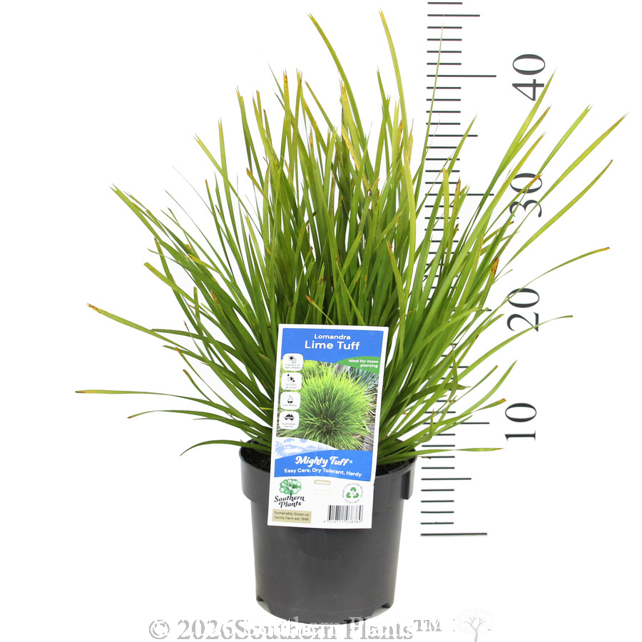 Lomandra Lime Tuff - Pack