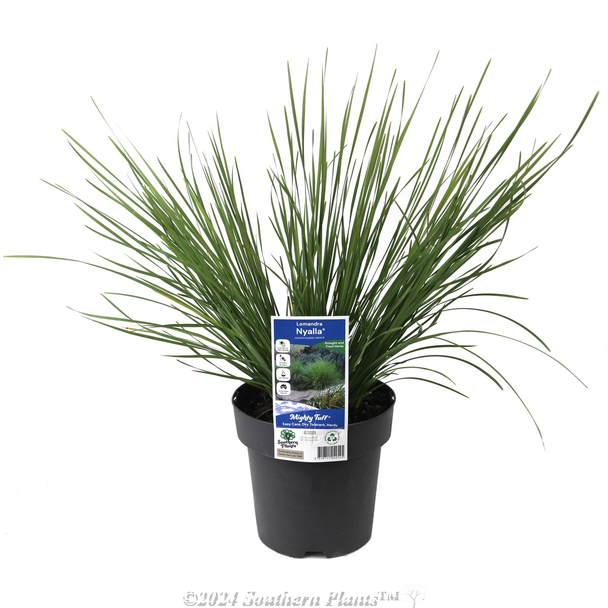 Lomandra Nyalla - Plant photo