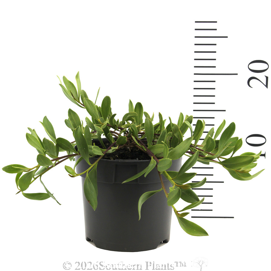 Myoporum Ground Hug™ - Reference photo