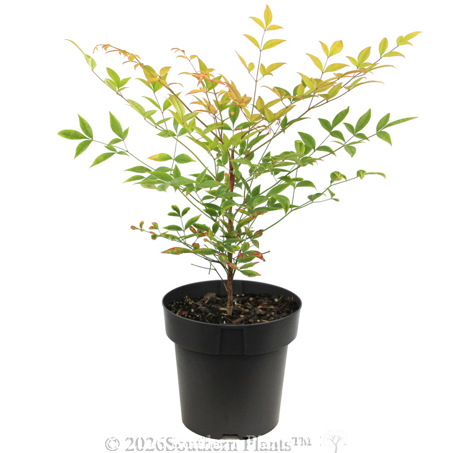 Heavenly Bamboo - Alternate photo