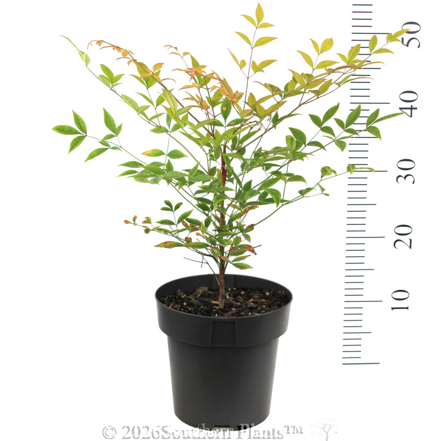 Heavenly Bamboo - Reference photo