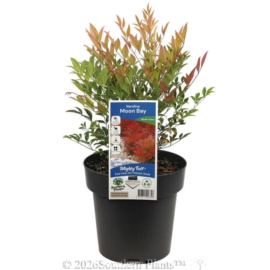 Nandina Moon Bay - Plant photo