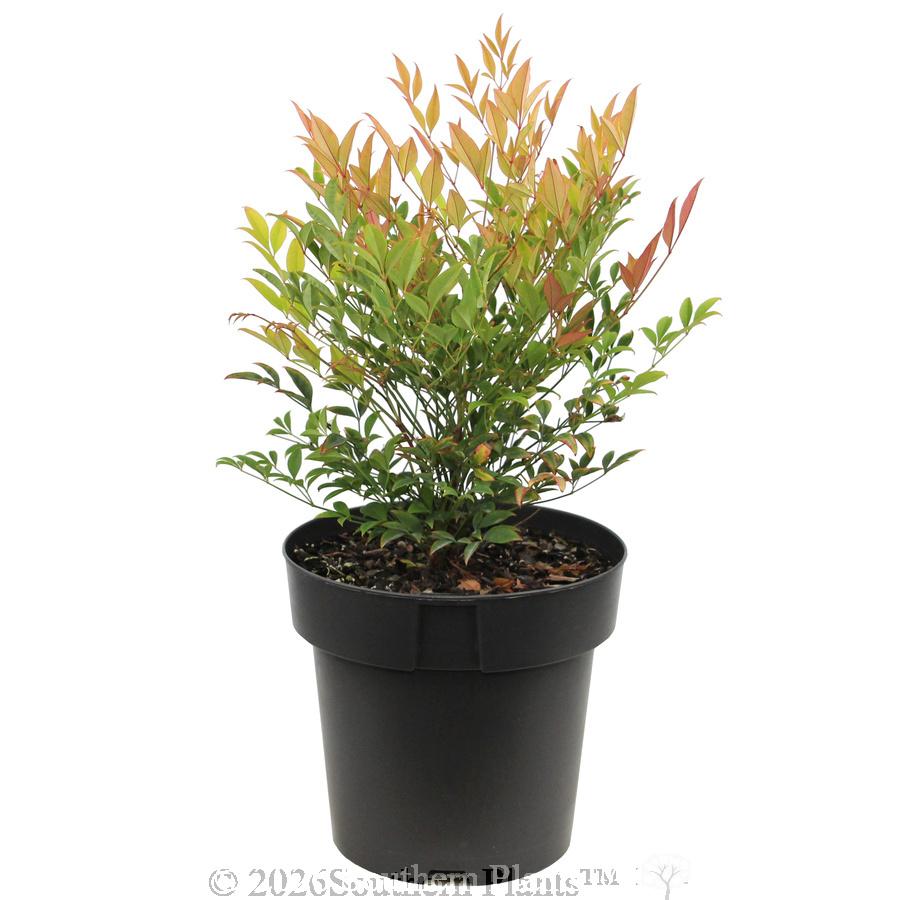 Nandina Moon Bay - Alternate photo