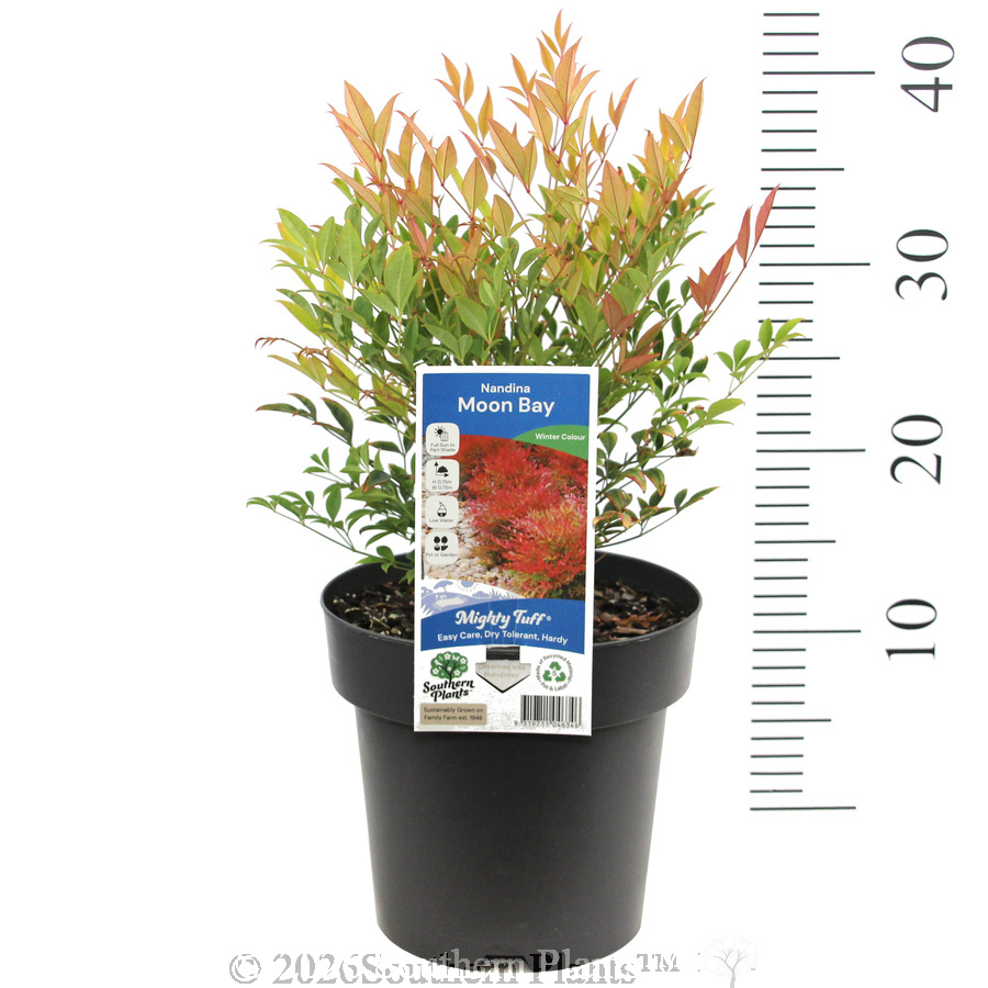 Nandina Moon Bay - Product photo
