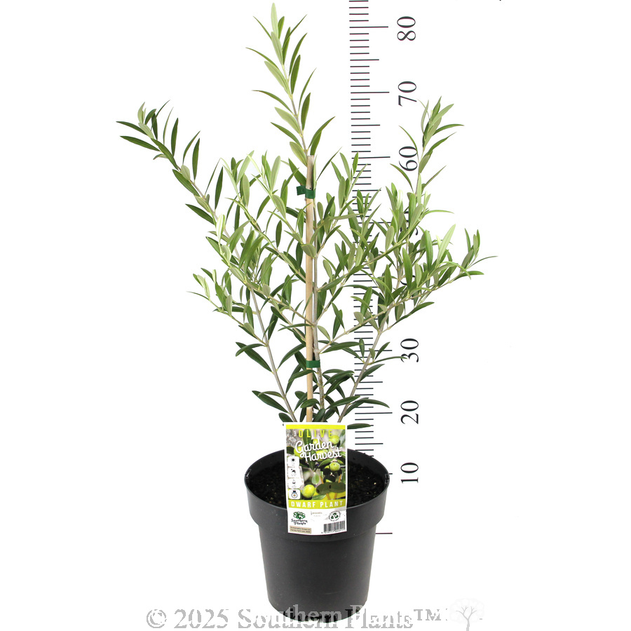 Olive Dwarf Fruiting
 Olea spp Olive. Shaken, Not Stirred