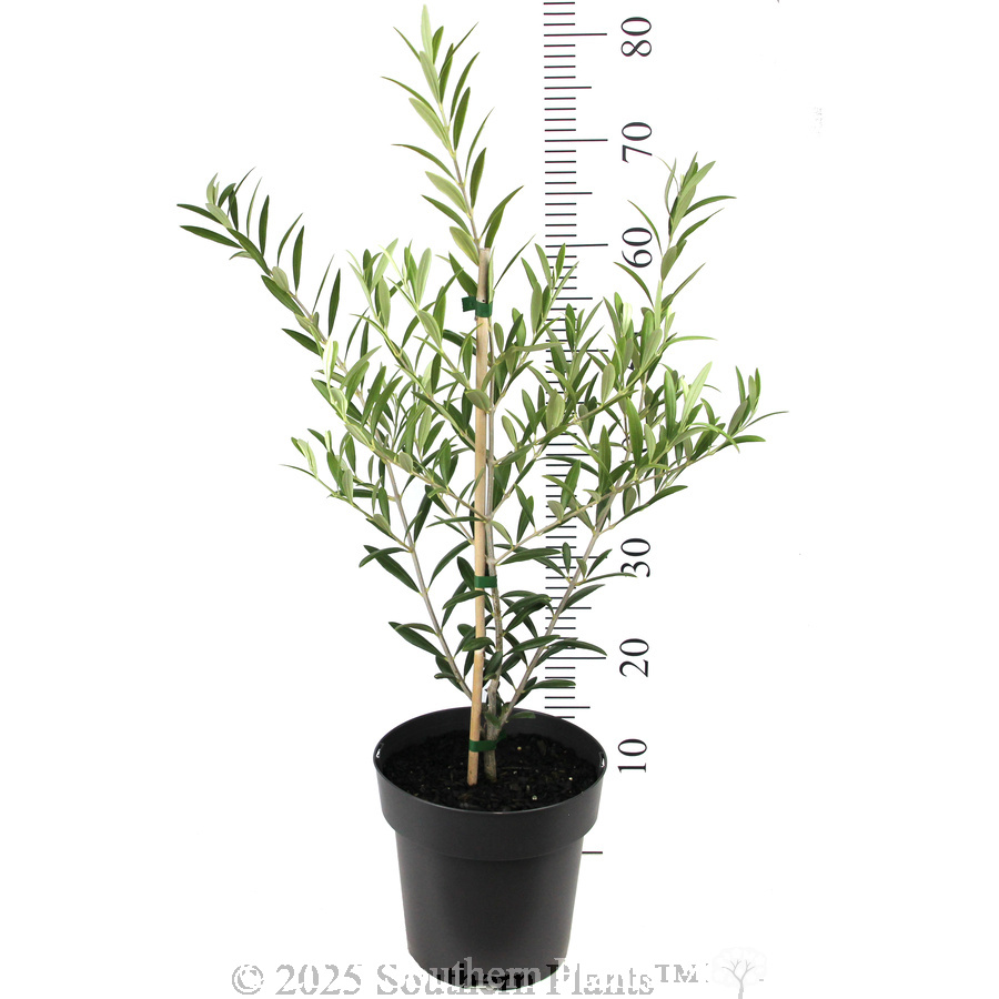 Olive Dwarf Fruiting
 Olea spp Olive. Shaken, Not Stirred - Reference photo