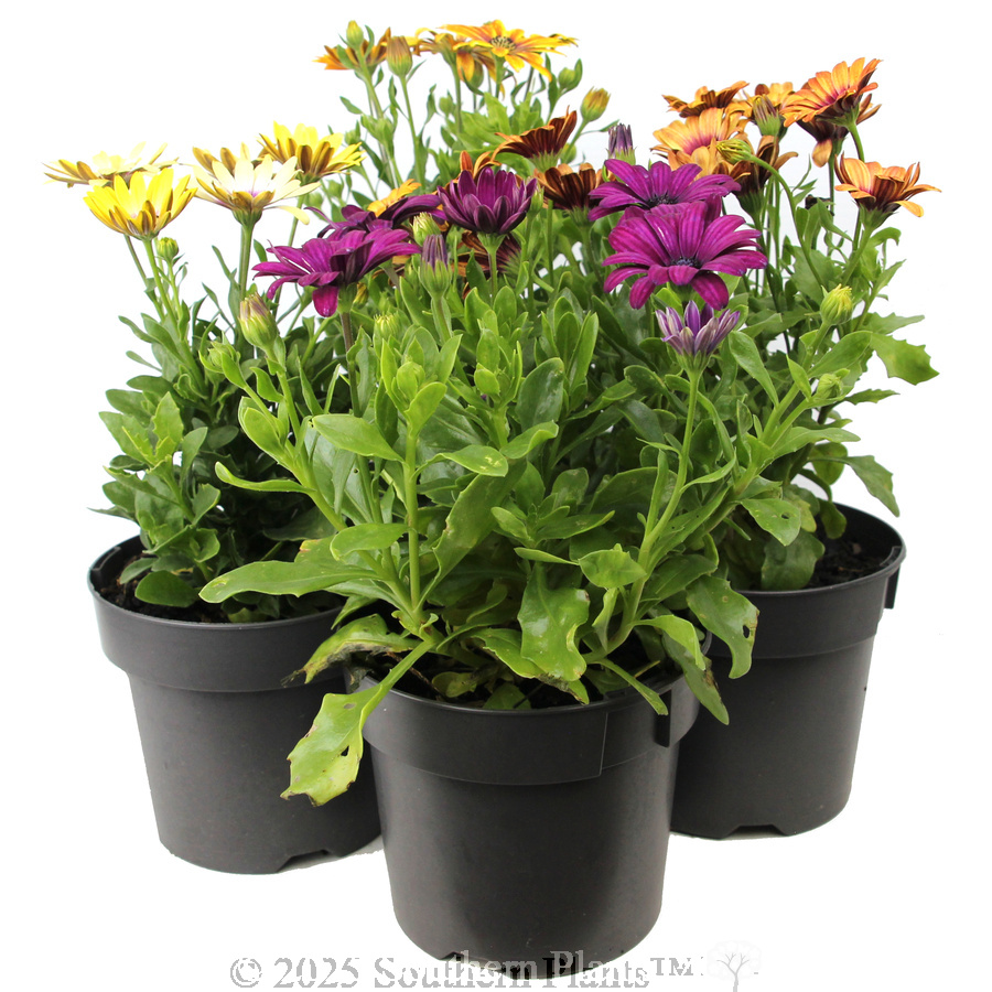 African Daisy - Alternate photo
