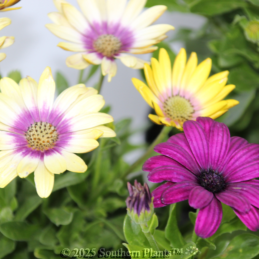 African Daisy