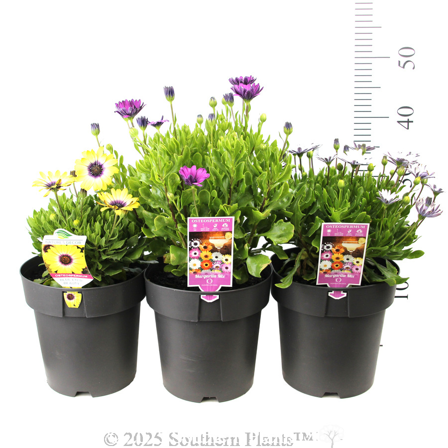 African Daisy - Product photo