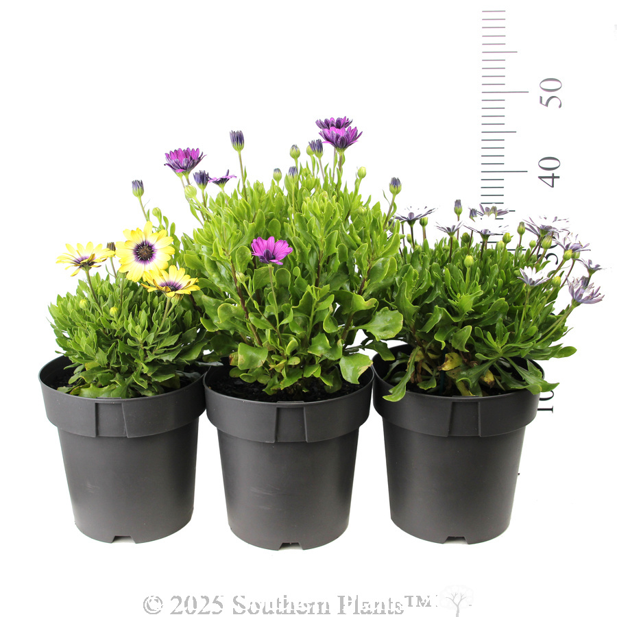 African Daisy - Reference photo