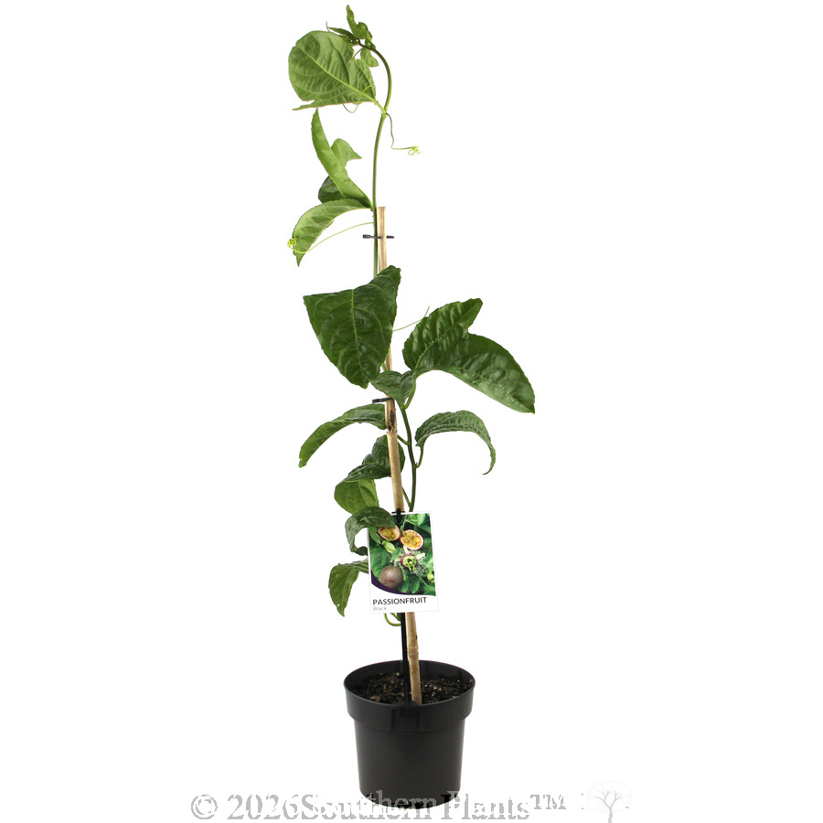 Passionfruit - Plant photo