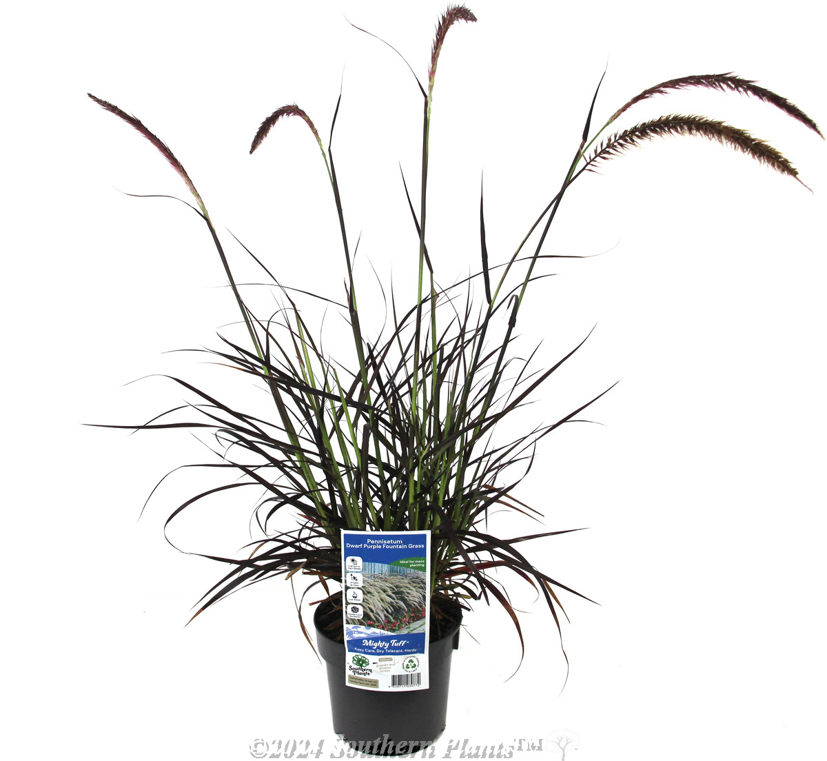 Purple Fountain Grass - Plant photo