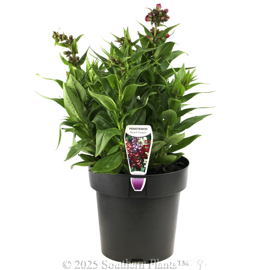 Penstemon PepTalk Series - Plant photo