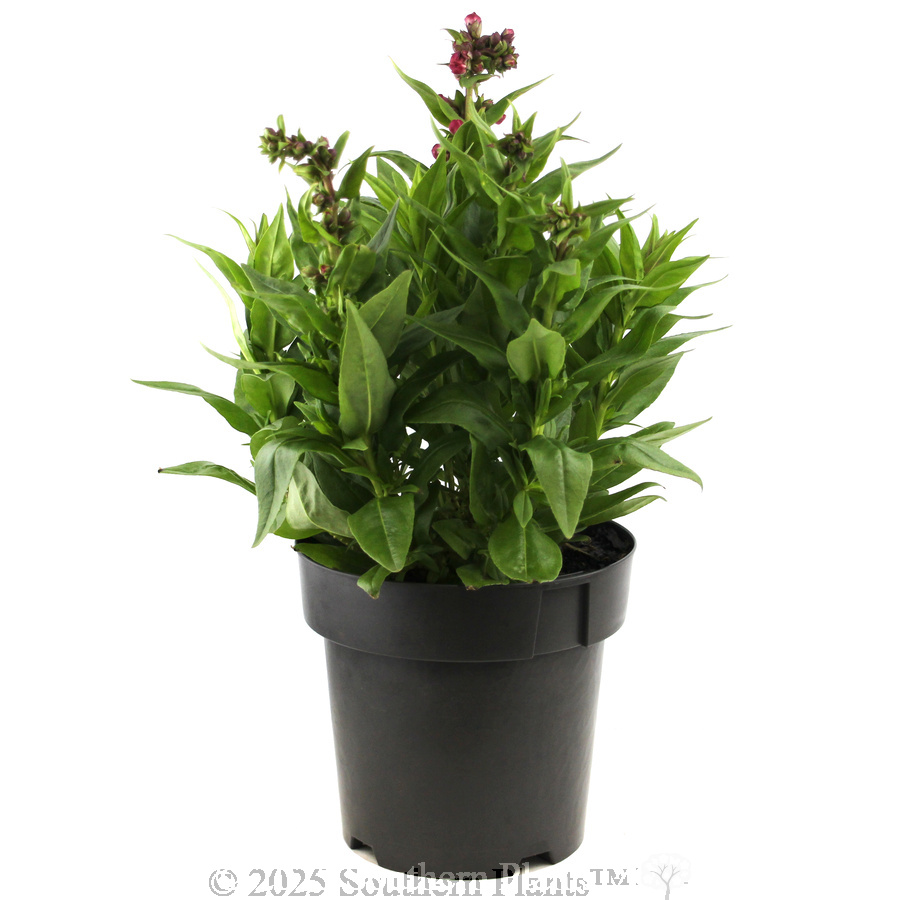 Penstemon PepTalk Series - Alternate photo