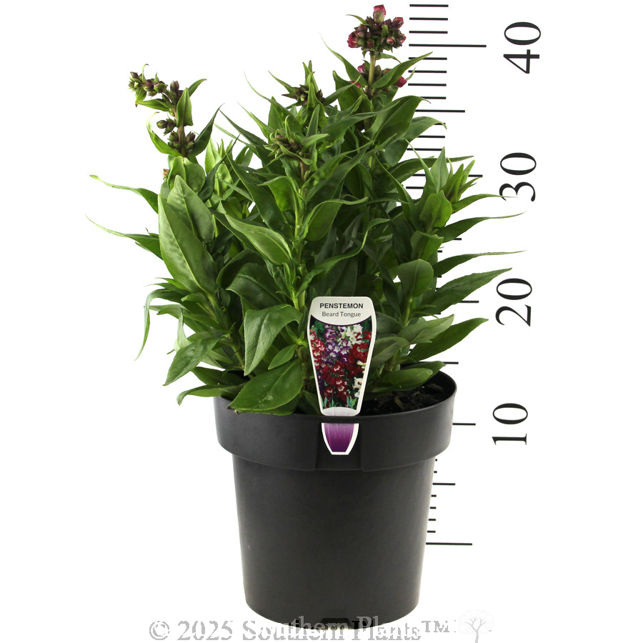 Penstemon PepTalk Series