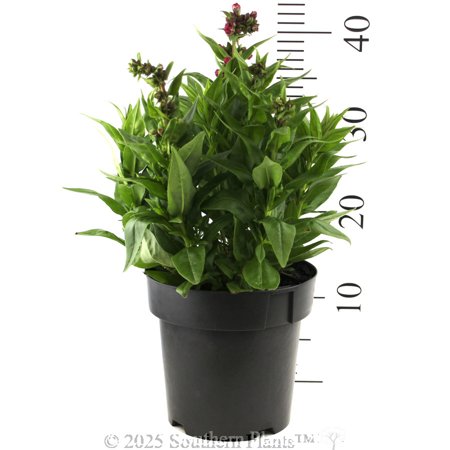 Penstemon PepTalk Series - Reference photo