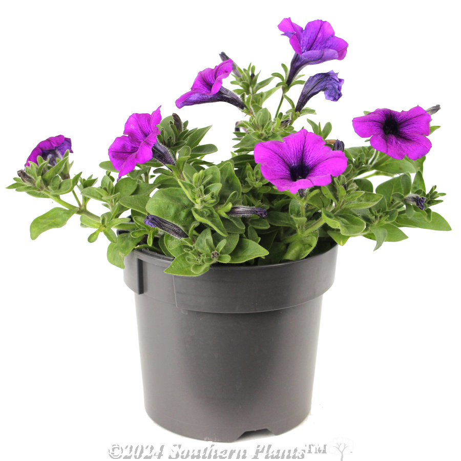 Petunia Electric Lilac - Alternate photo