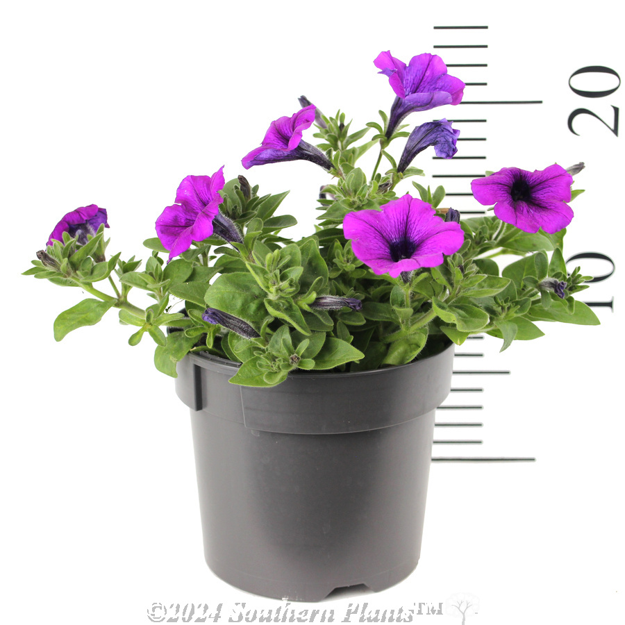 Petunia Electric Lilac - Reference photo