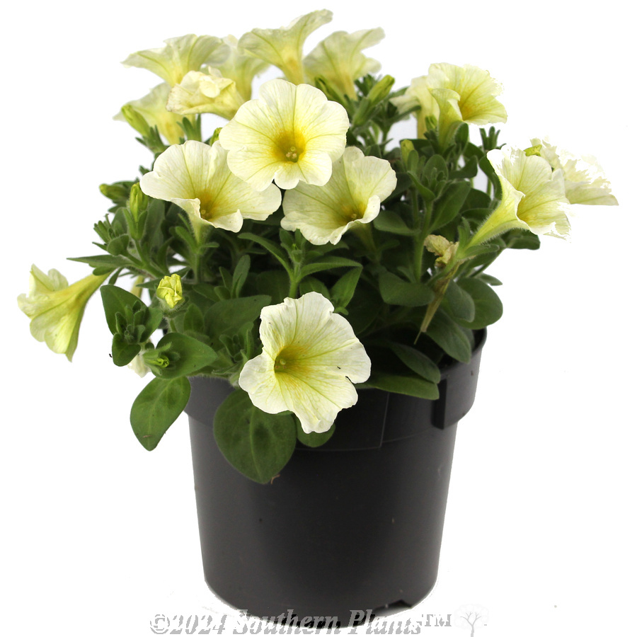Petunia Yellow - Alternate photo