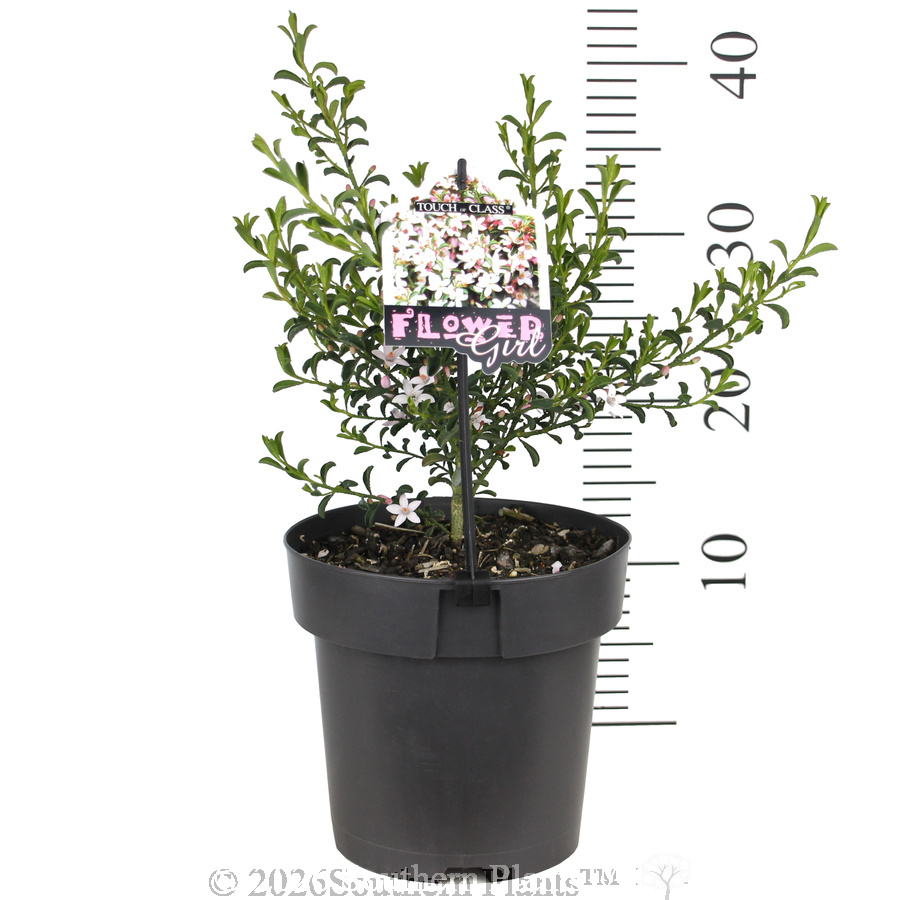 Waxflower Flower Girl - Pack