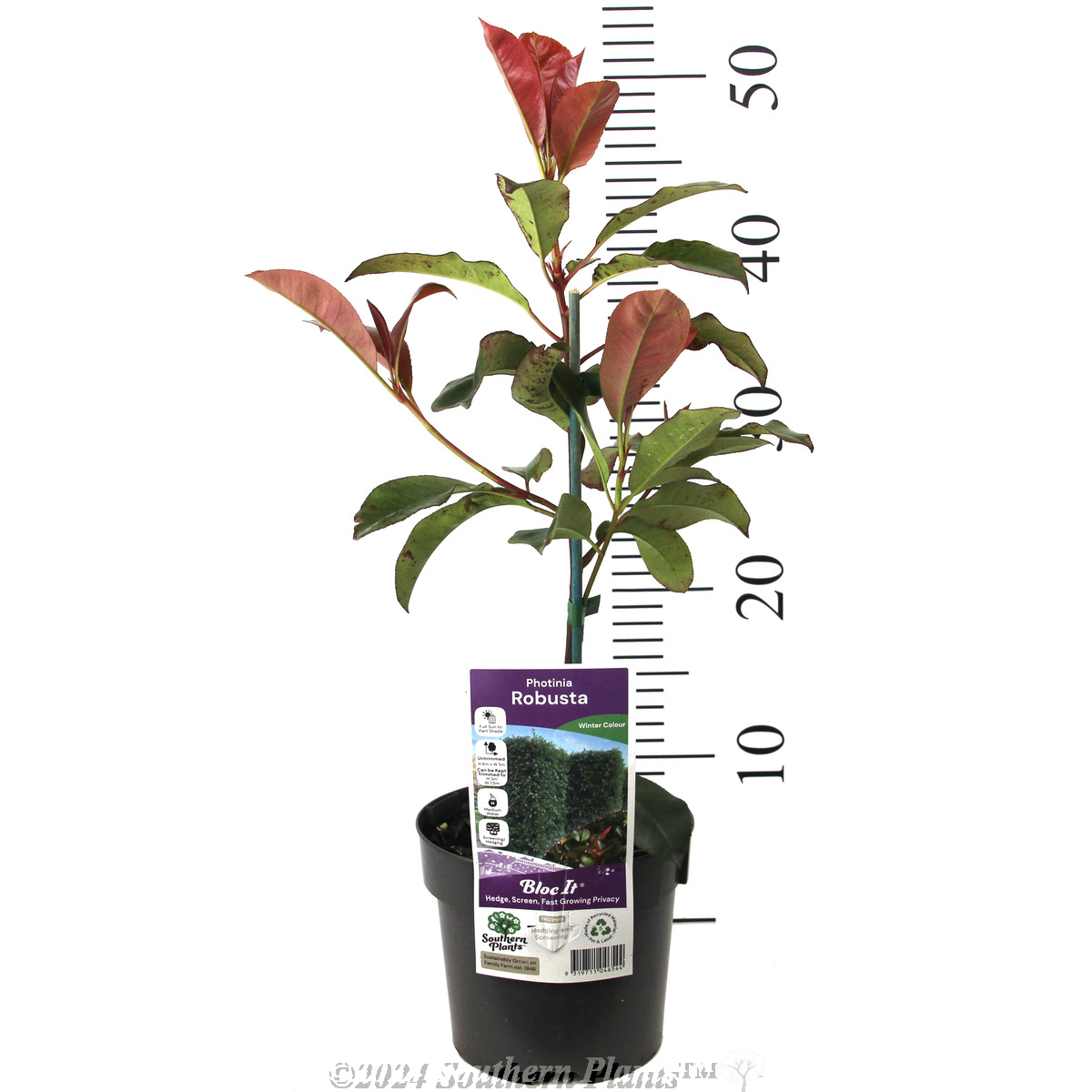 Photinia Robusta - Product photo