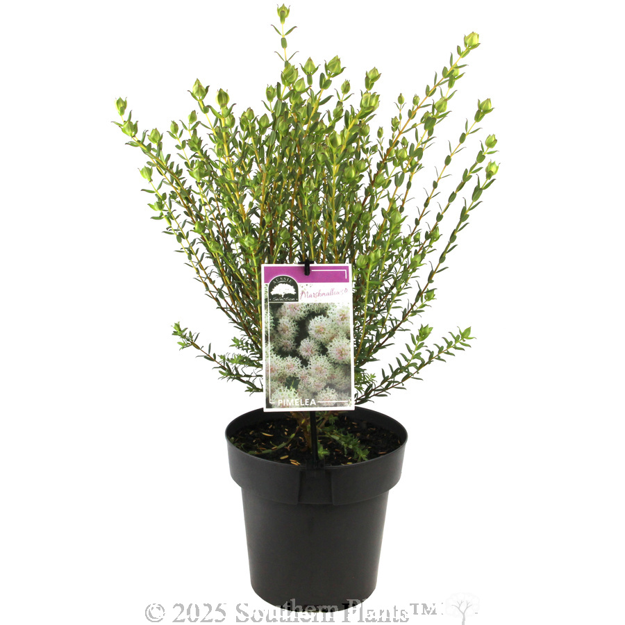 Pimelea Marshmallows - Plant photo