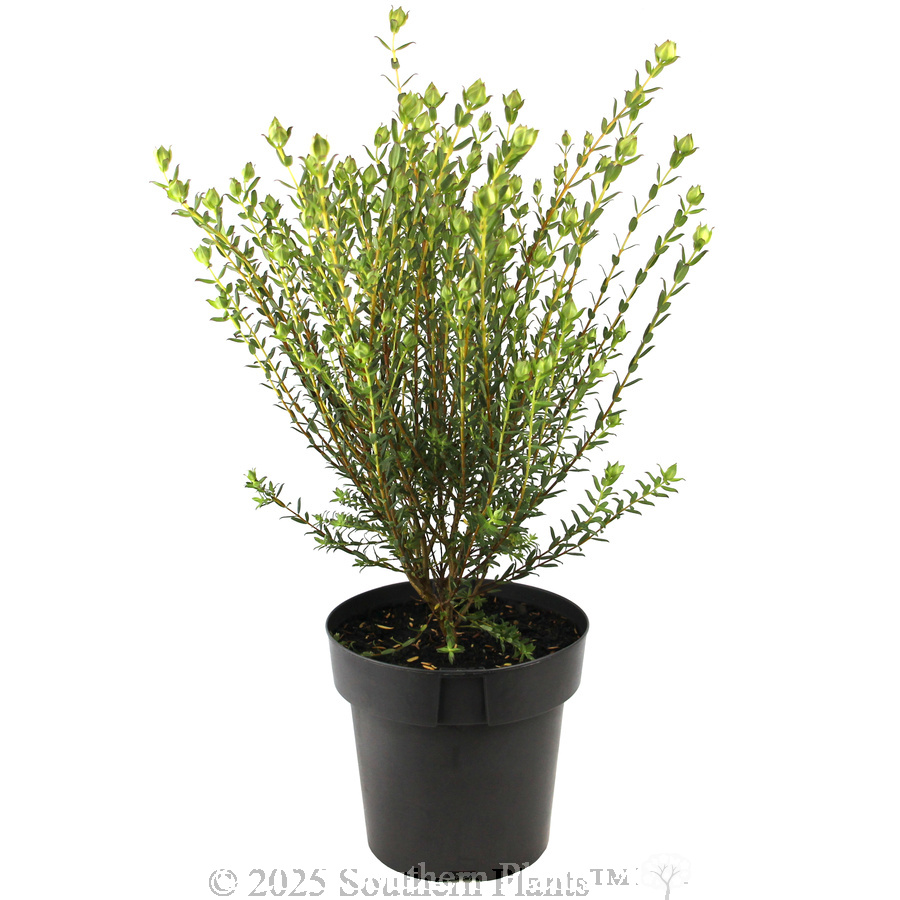 Pimelea Marshmallows - Alternate photo