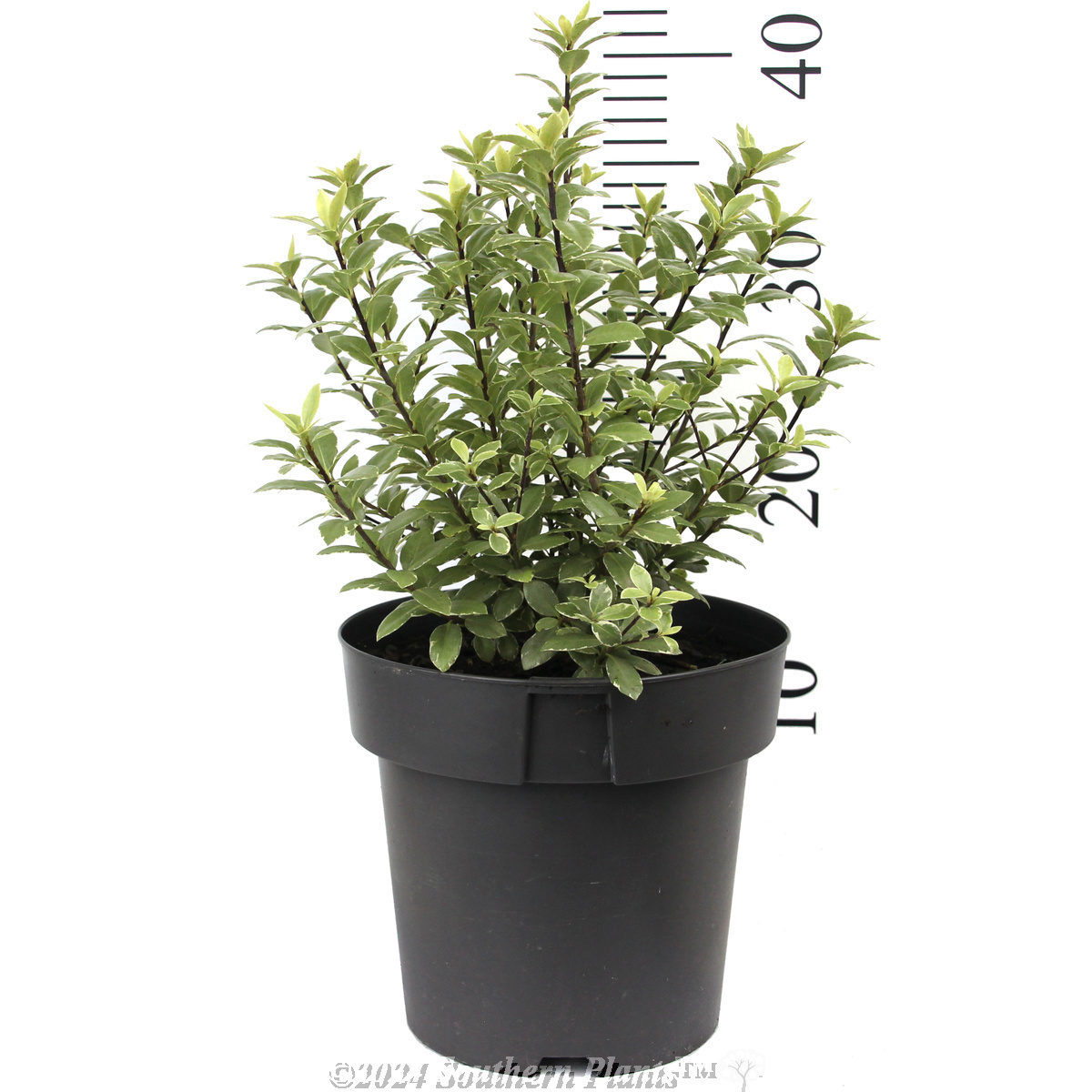 Pittosporum Hole in One - Reference photo
