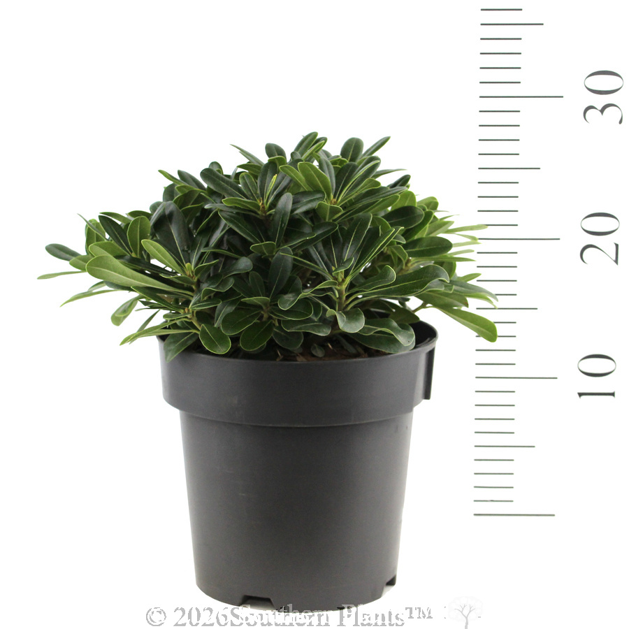 Mock Orange - Reference photo