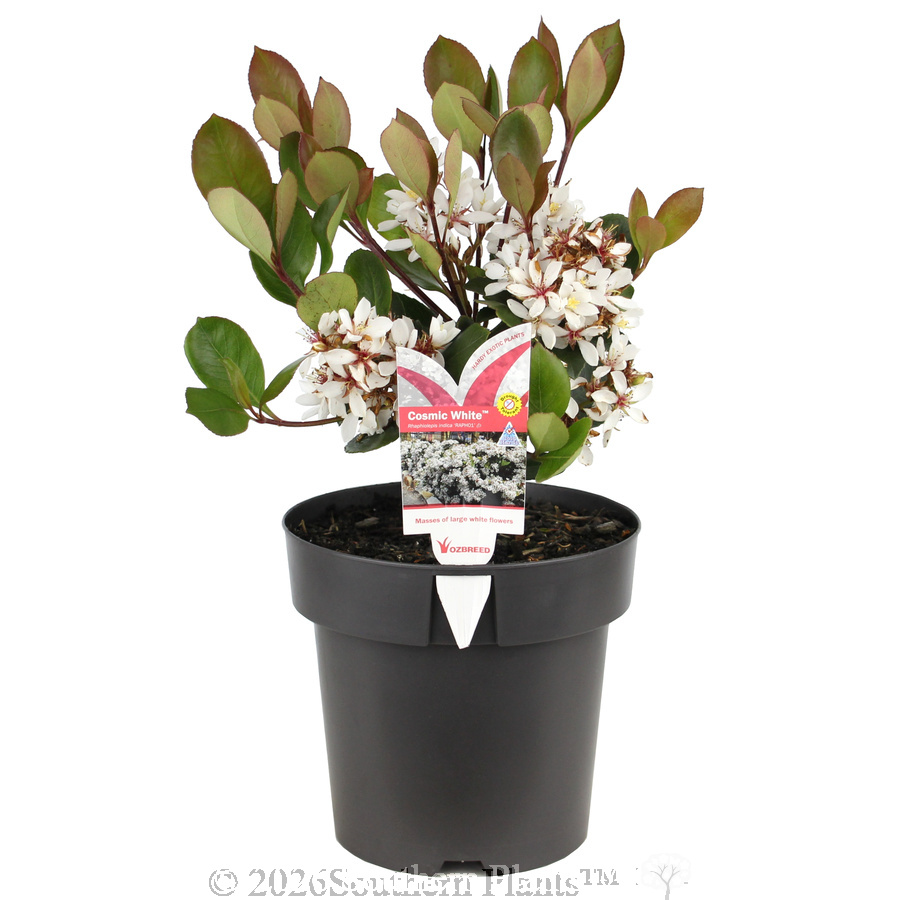 Cosmic White™ Indian Hawthorn