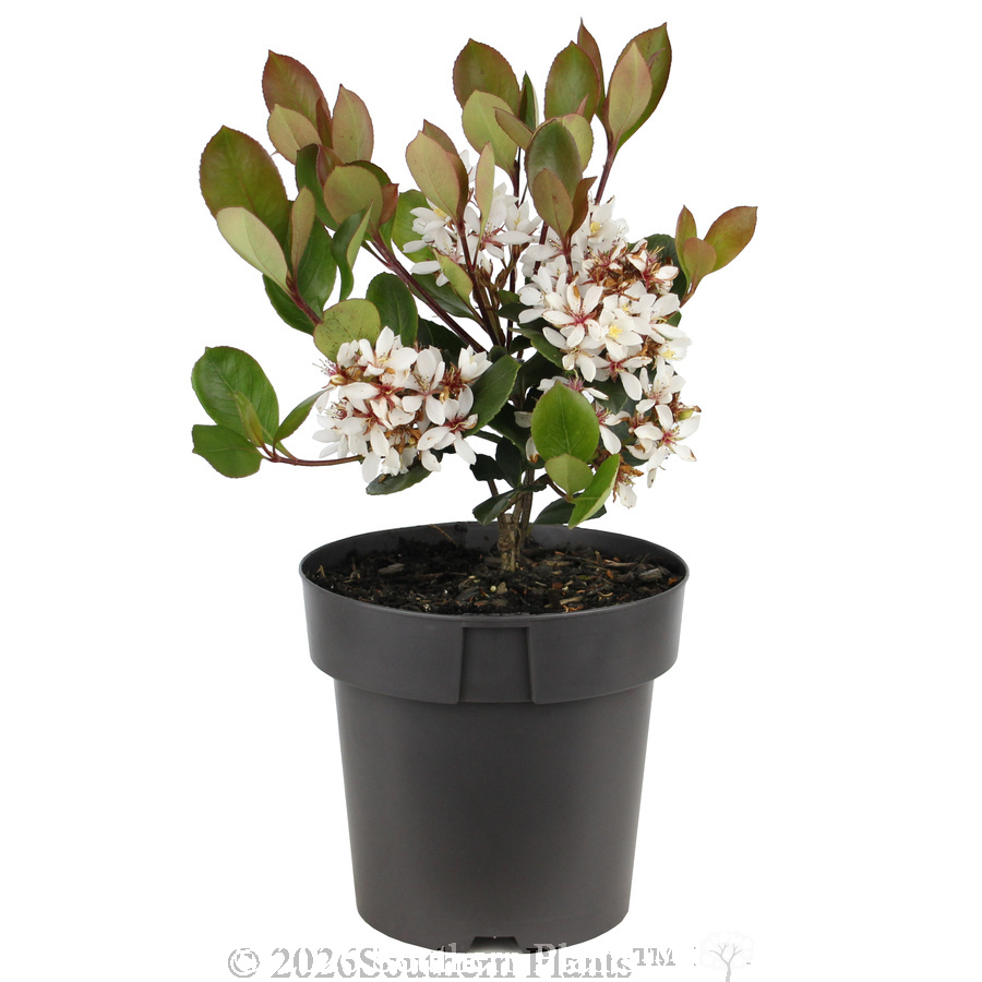 Cosmic White™ Indian Hawthorn - Alt