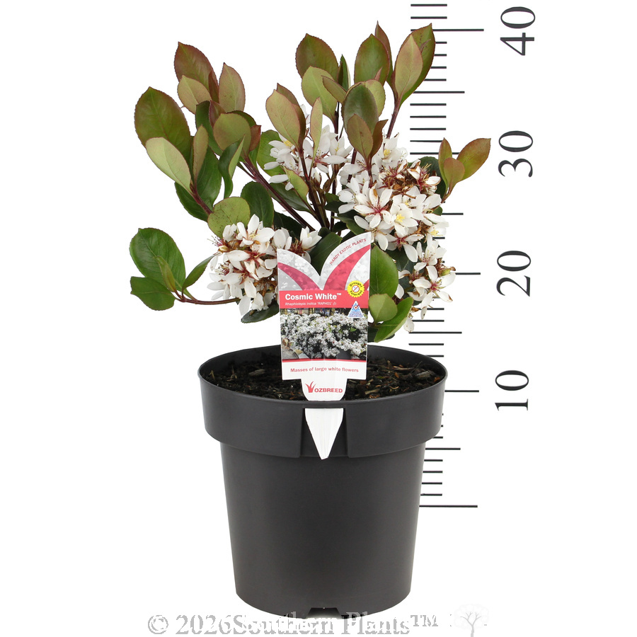 Cosmic White™ Indian Hawthorn - Pack