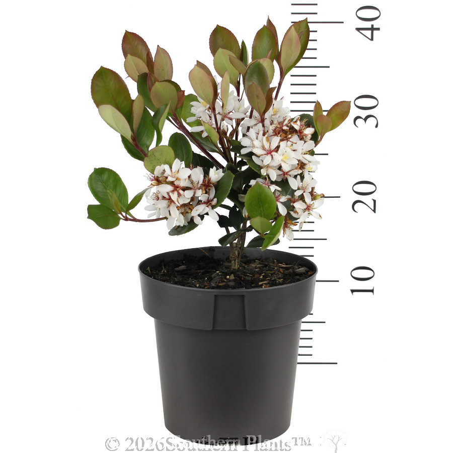 Cosmic White™ Indian Hawthorn - Ruler