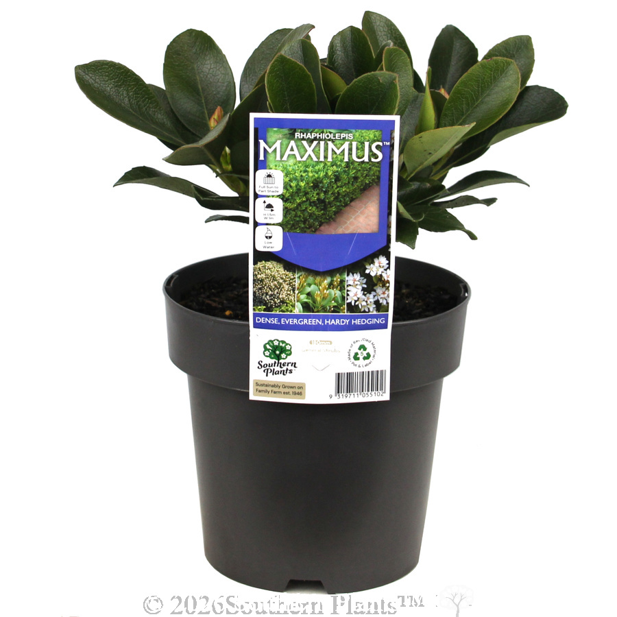 Rhaphiolepis Maximus™