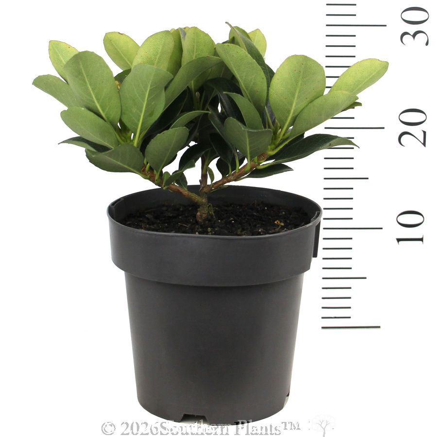 Rhaphiolepis Maximus™ - Reference photo