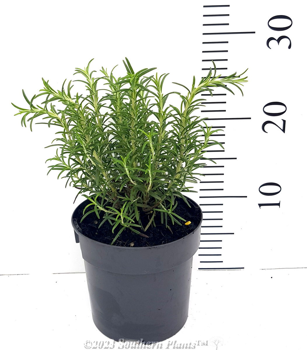 Rosemary