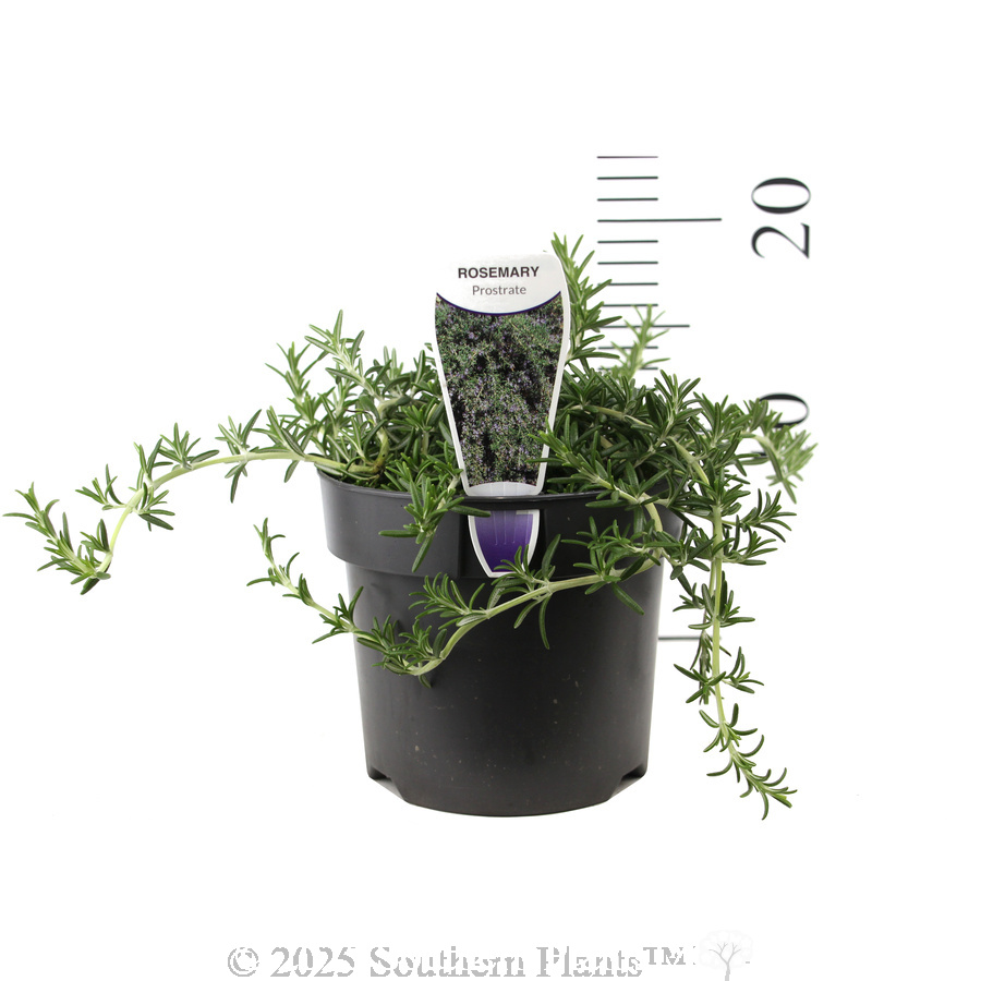 Prostrate Rosemary - Product photo