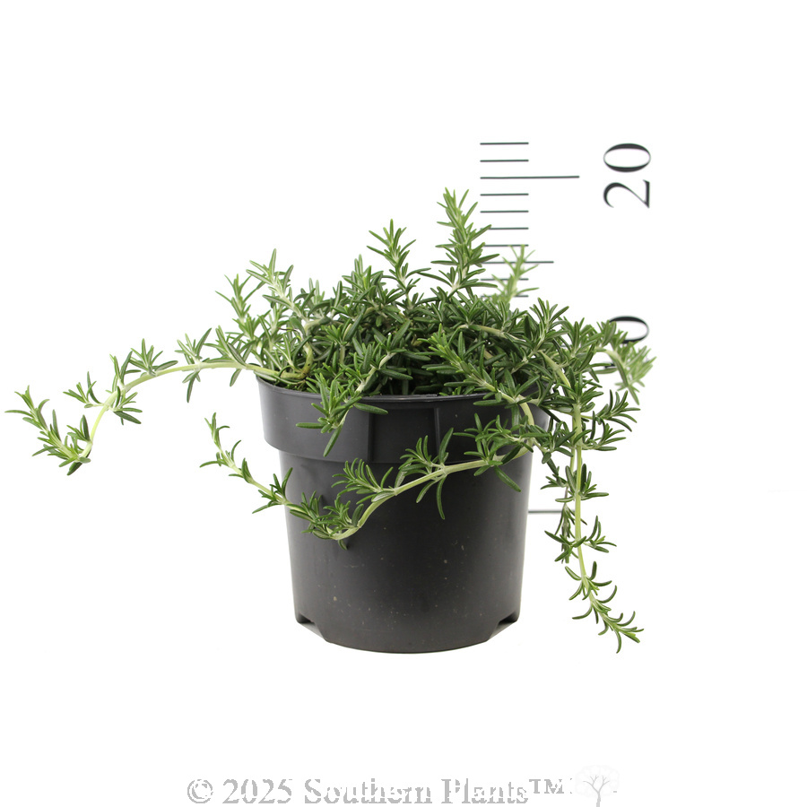 Prostrate Rosemary - Reference photo