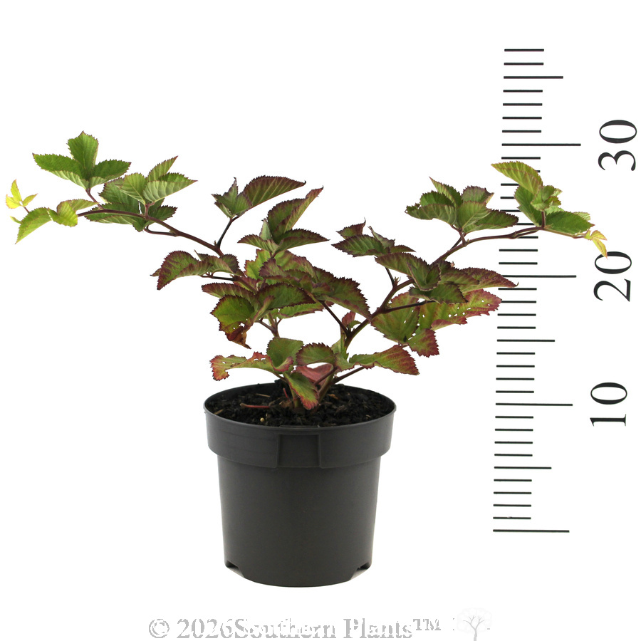 Chester Blackberry - Reference photo