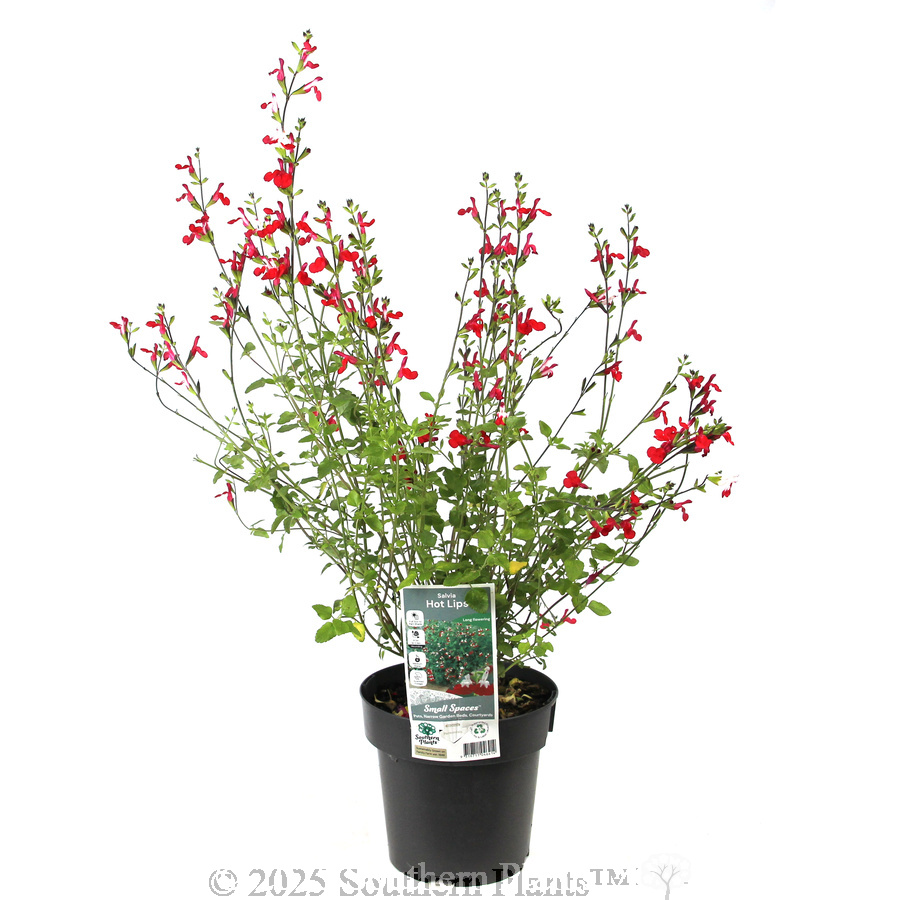 Salvia Hot Lips - Plant photo
