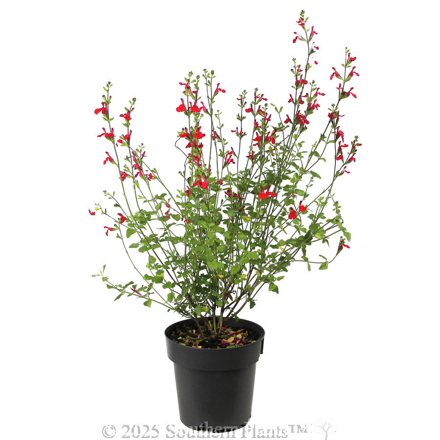 Salvia Hot Lips - Alternate photo