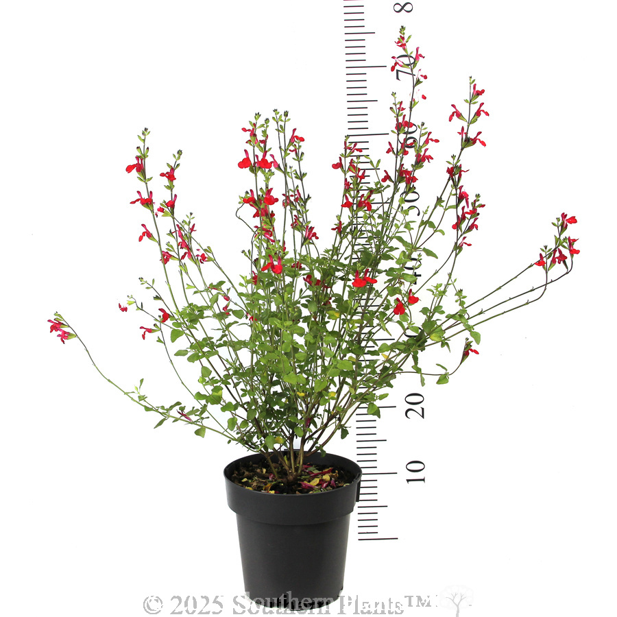 Salvia Hot Lips - Reference photo