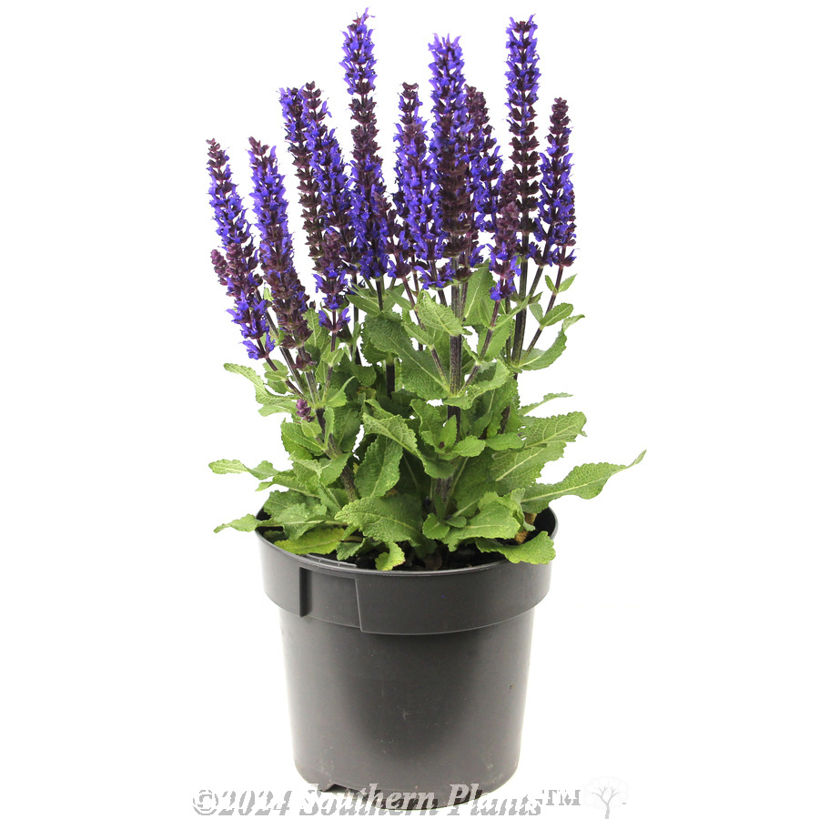 Woodland Sage - Alternate photo