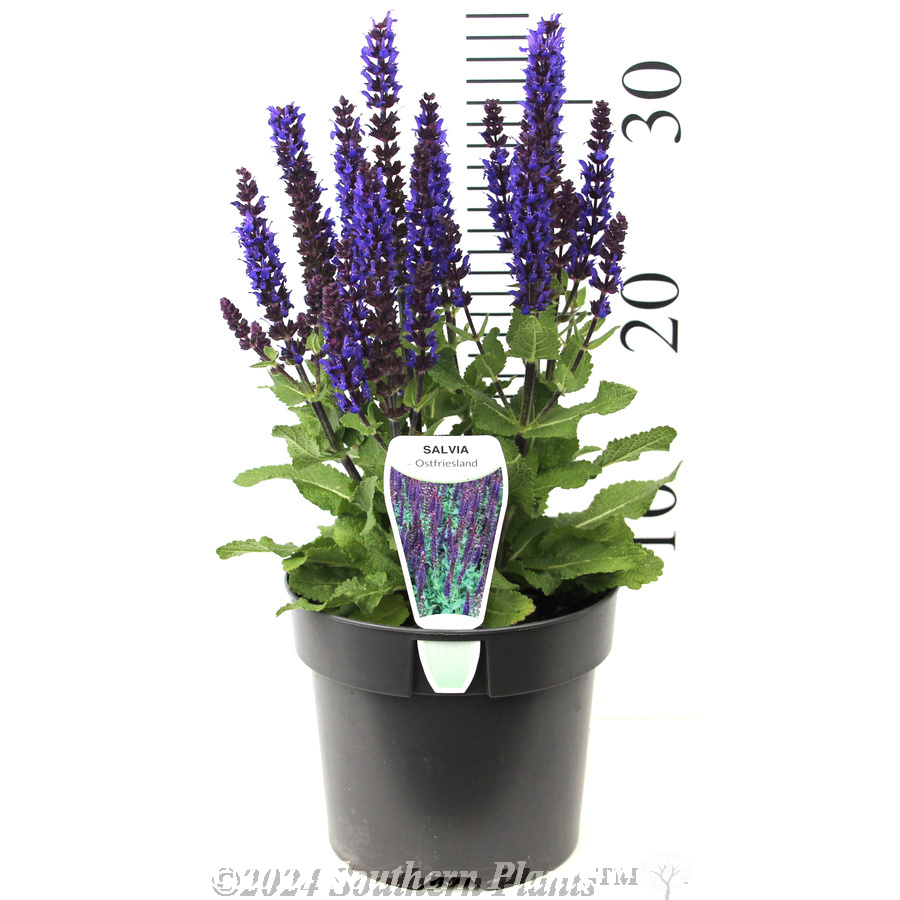 Woodland Sage - Product photo