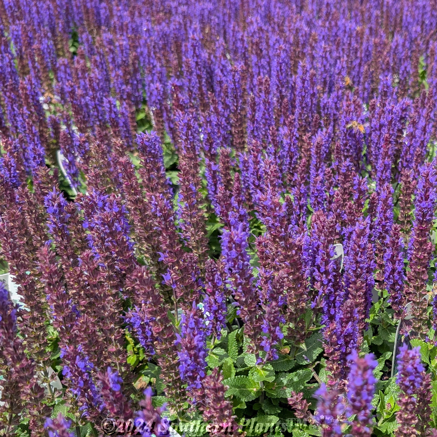 Woodland Sage