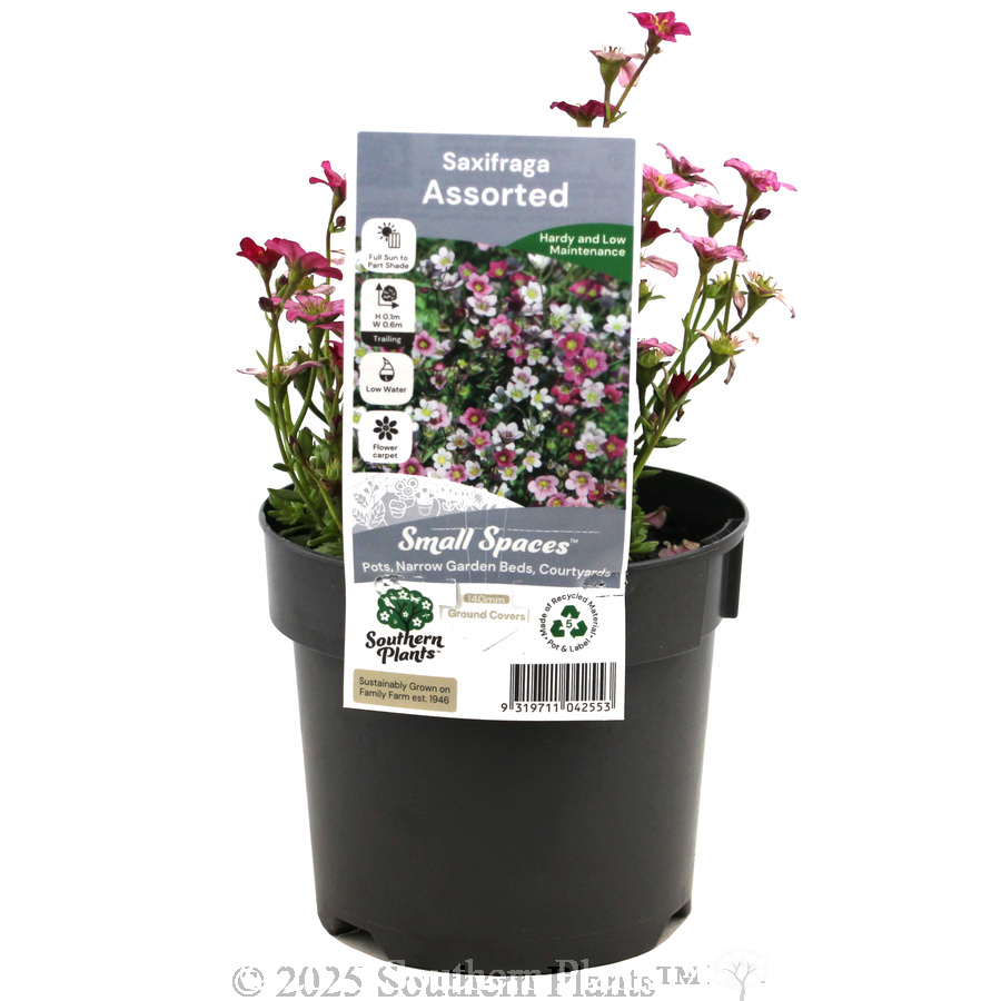 Tufted Alpine Saxifraga